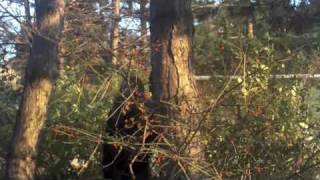 Dancin&#39; Around The Truth   - Music Video - ( the stunners)