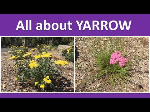 YARROW flowering plant, Anatomy, Identification, Growing, Benefits, Uses (Achillea millefolium)