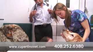 preview picture of video 'Cupertino Animal Hospital - Short | Cupertino, CA'