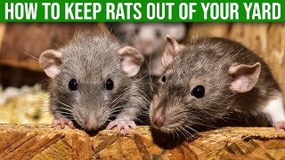 How To Keep Rats Out of Your Yard - (Quick & Easy Remedies)