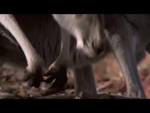 Youtube Kacke - Australien (Eine Welt ohne Gras Teil 1) | Nevörmind