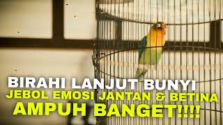 Download lagu SUARA BIRAHI LANJUT BUNYI JEBOL EMOSI LOVEBIRD ANDA - MASTERAN LOVEBIRD 2 JAM NONSTOP mp3