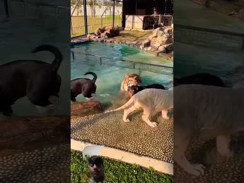 #canecorso #doglife #puppy #pets #rott #animals  new video please chanal suscribe me