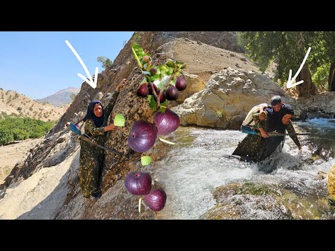 Grandma's long journey for mountain fruits: Zulma returns for fruit to figs in the wild rocks
