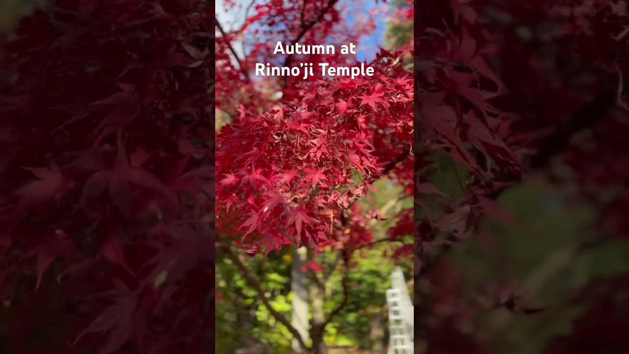 YouTube Short thumbnail