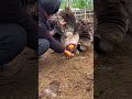 Wow Camels Givings Big Size Egg The View Of Camels Laying Eggs