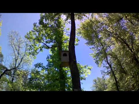 Look closely and you can see mama owl dropping off a snake to the baby in a tree