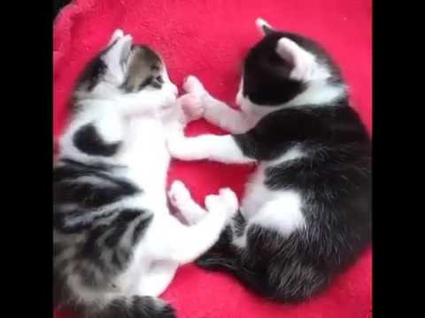Cute cat fight
