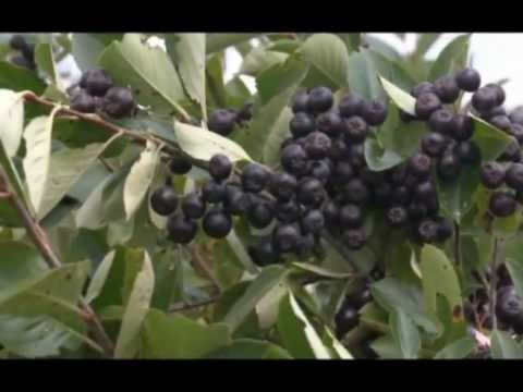 Saveti za sadnju i uzgoj aronije   U nasem ataru 458