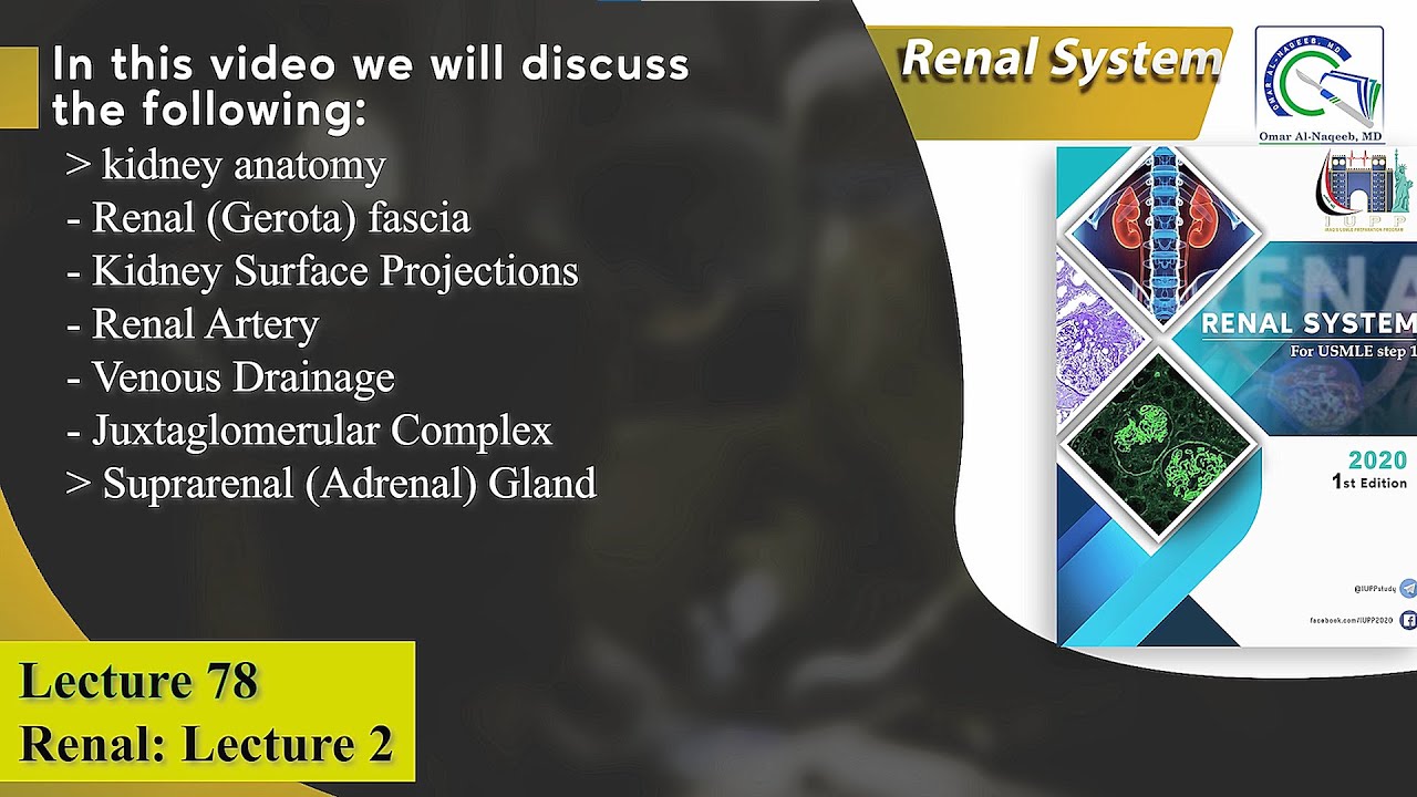 Kidney anatomy || Suprarenal (Adrenal) Gland