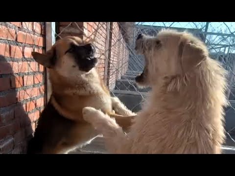 ALPHA DOG CHARGE MODE - Why Do All Dogs Respect The Alpha DogKing Charles?