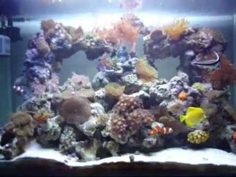 80 Gallon Reef Tank - George´s Reef back in 2008
