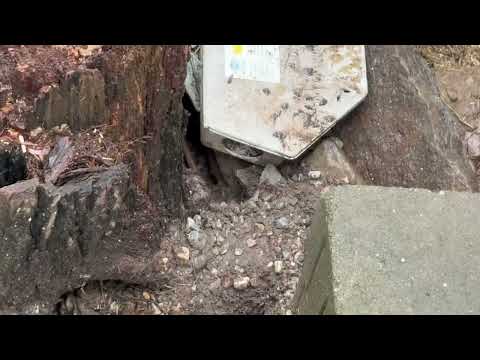 Rats Snacking on the Chicken Feed in Toms...