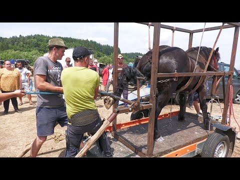 Dorel's horse from Sighetu Marmației was shod with Marius from Negreia - Maramureș