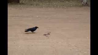 preview picture of video 'Crow versus Brown Snake'