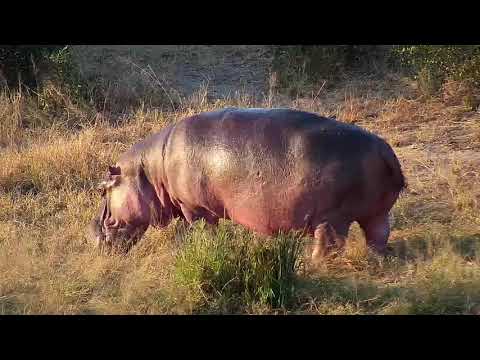 Djuma: Hippo gets out of water to graze - 16:10 - 06/15/20
