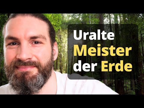 Tree spirits: The power from the forest