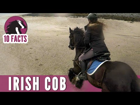YouTube video about: What is aquitaine for horses?