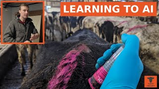 WHY I stopped using GENOMIC bulls!?  |  How to AI a cow!  |  How long did it take me to LEARN?