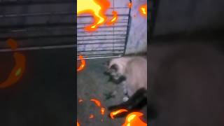 Download lagu Gatito vs araña con música epica de fondo musica https://youtu.be/ZzbYaDHkObY?si=_SJxW-dHSX1-pEu_ mp3