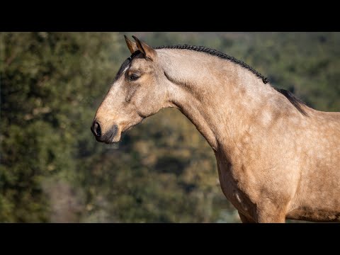 Horse for Sale | Piro Free Buckskin Lusitano gelding with exceptional mind (PVT#687)