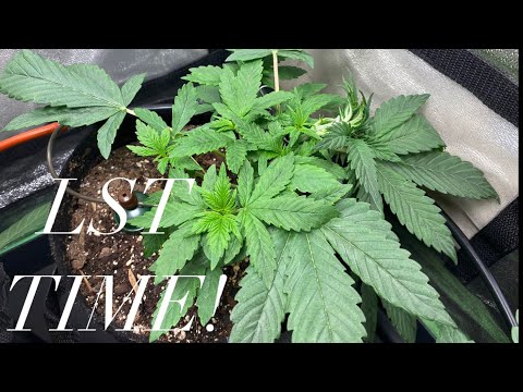 Growing autoflowers with Grow Dots and Blumats! Low stress training time!