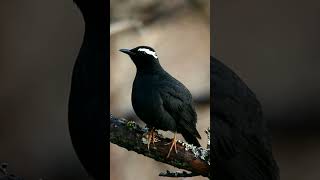 Download lagu Nyanyian Burung Anis Siberia (Geokichla sibirica) . . . mp3