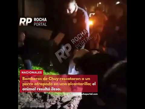 Bomberos de Chuy rescataron a un perro atrapado en una alcantarilla.