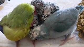 マメルリハひな　＋１