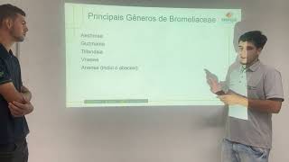 Aula botânica- família bromeliaceae