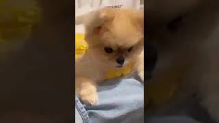 ☆Super Cute Animals☆Cute cats and funy dogs＆cat　videos compilation2021C㊳#Shorts