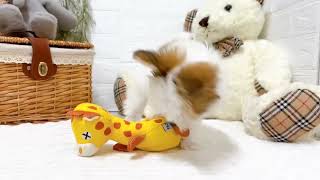 ハーフ犬の動画02