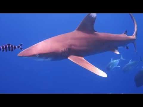 Close encounter with oceanic shark diving in the red sea