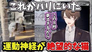 【2025/12/1】34歳を迎えた後に運動神経が絶望的な猫を見せてくれる加賀美ハヤト