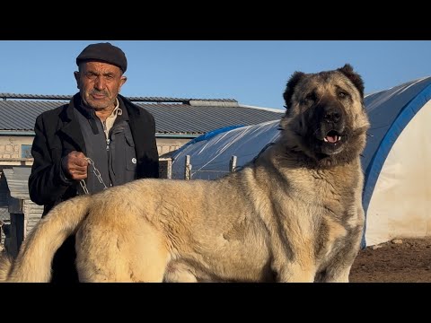 EL TÍO AZIZ Y SUS HIJOS, QUE LLEVAN 100 AÑOS CRIANDO PERROS Y OVEJAS KANGAL | MISIRÖREN SIVAS