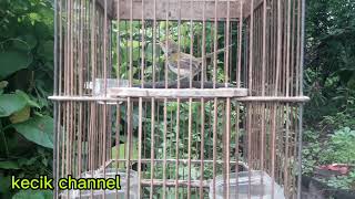 Download lagu VARIASI TEMBAKAN PRENJAK LUMUT JANTAN #pancinganprenjaklumut #masteranprenjaklumut #prenjaklumut mp3