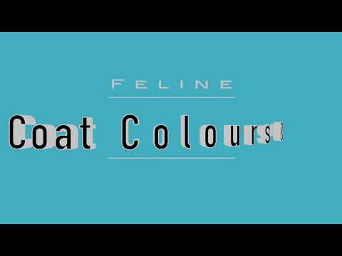 Feline Colours and Patterns - Variations!
