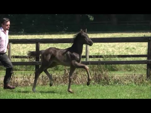 *2021 Stute von Feinrich - San Amour SOLD!!!