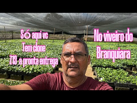 Clone Z13)a pronta entrega e AQUI no viveiro do Branquiara 