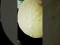 Grma Grm Roti Shortvedio