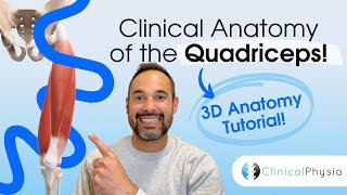 Clinical 3D Anatomy of the Quadriceps | Physio Explains Key Quads Conditions you will see in Clinic!