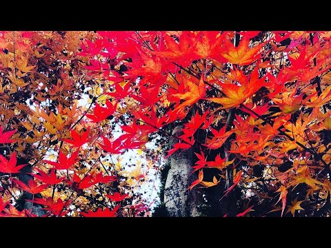 Autumn  | Pacific Northwest | Seattle Fall Foliage