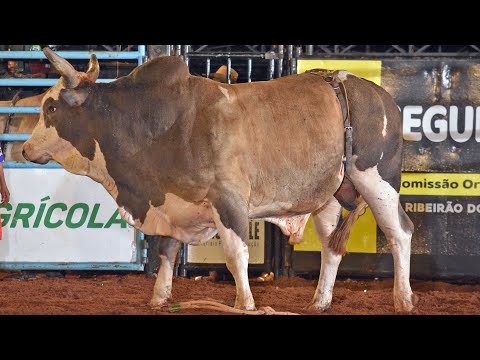 Bull Riding Finals - Ribeirão do Sul Rodeo 2022