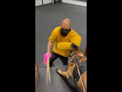 11 months old  #belgianmalinois #protectiondog #fy #steel #k9 #malinoislovers #workingdog #bestfrie