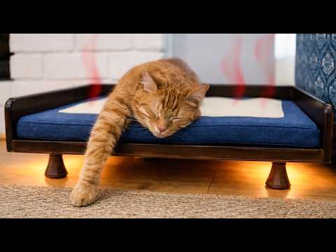 My Cats Try CRAZY Cat Beds!