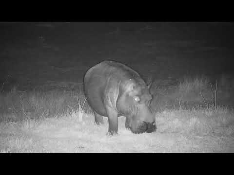 Injured Hippo-Djuma Private Game Reserve 7-3-19
