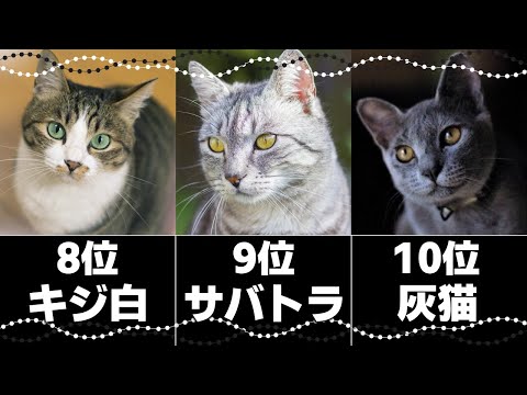 白猫の名前 - オスとメス