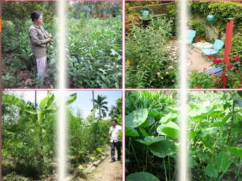 Lớp 5 - Tập làm văn Luyện tập tả cảnh