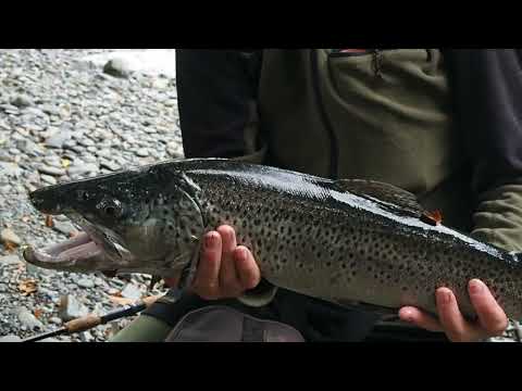 Looking for big browns.