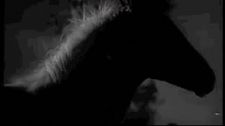 Warrior -  Laura Marling